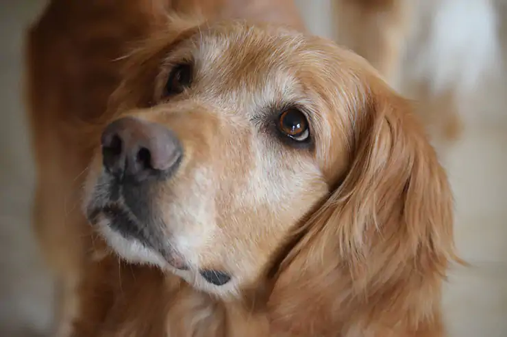 Kaynarca Köpek Eğitim Ve Pansiyonu