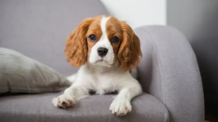 King Charles Spaniel Köpek Eğitimi