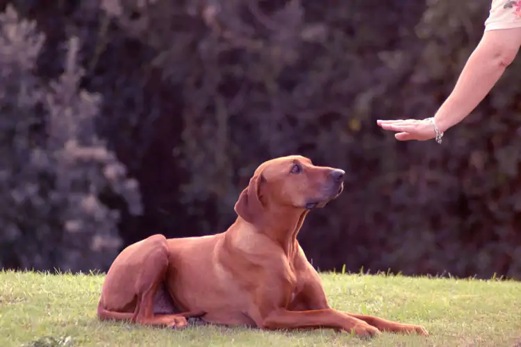 Köpek Bodyguard Eğitimi Nasıl Verilir?