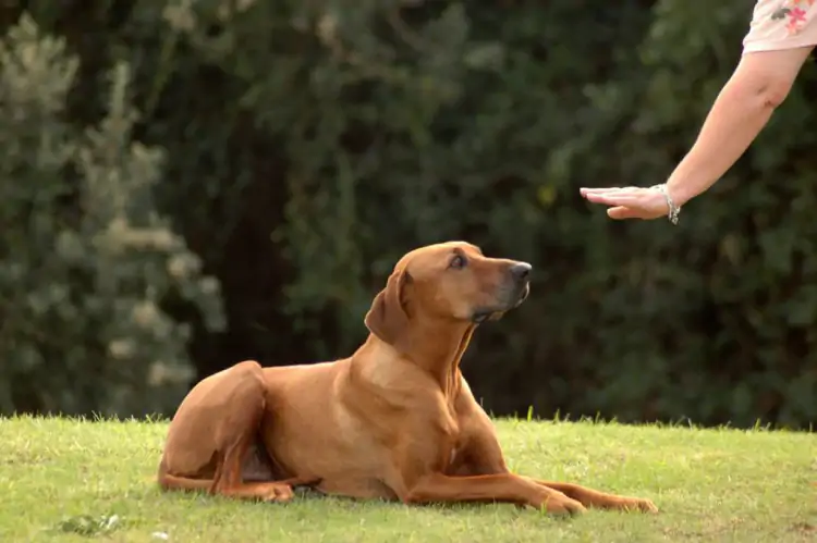 Köpek Cesaret Eğitimi