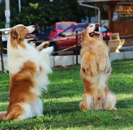 Köpek Eğitim Çiftliği Hause of İstanbul