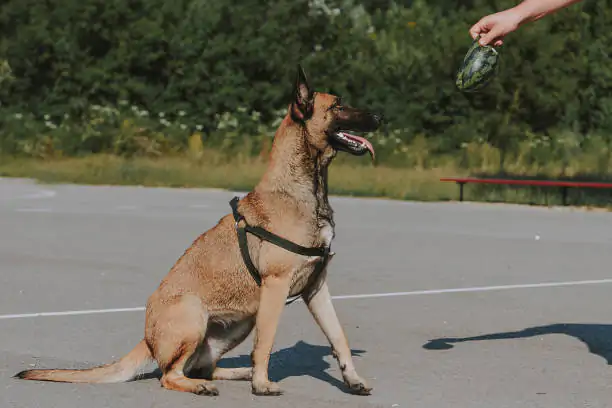 Köpek Eğitim Merkezinde Neler Öğretilir