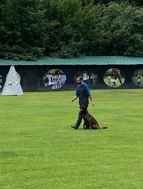 Köpek Eğitimi Fiyatları Neye Göre Belirlenir