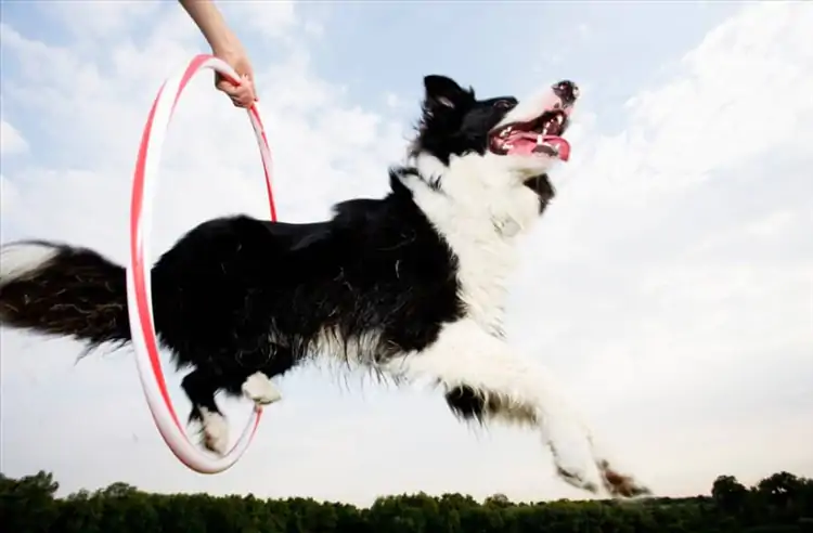 Köpek Eğitimi Malzemeleri: İdeal Eğitim Sürecini Destekleyen Araçlar