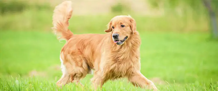 Köpek Eğitimi Merkezinde Ne Gibi Eğitimler Vardır