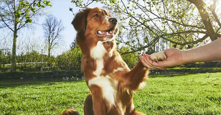 Köpek Eğitimi Metotları İlk Adımlar ve İpuçları