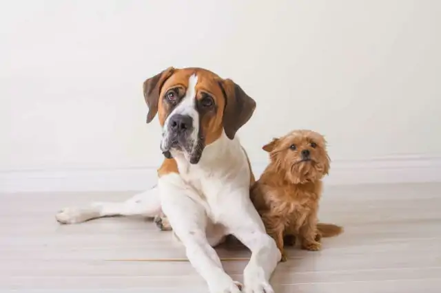 Köpek Eğitimi Nasıl Verilir 