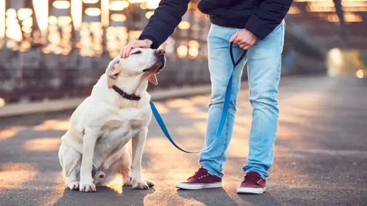 Köpek Eğitimi Nasıl Yapılır?