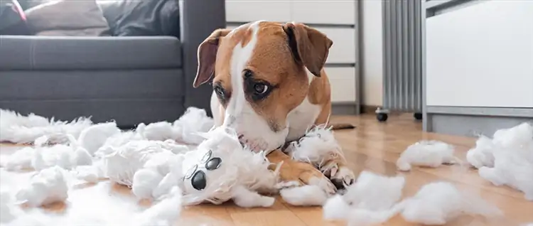 Köpek Eğitiminde Eşya Çiğneme Alışkanlığının Önlenmesi