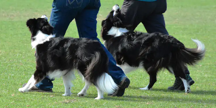 Köpek Eğitiminde Sosyalleşme Neden Bu Kadar Önemli