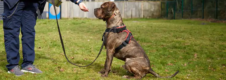 Evcil Köpek Eğitiminin Önemi ve Köpeklerde Gelişim