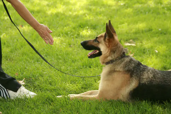 Köpek İtaat Eğitimi Kaç Gün Sürer ve Neler Öğretilir