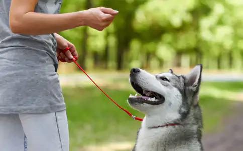 Köpek İtaat Eğitimi Nasıl Verilir