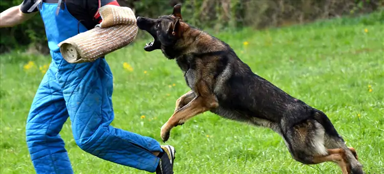 Köpek Koruma Eğitimi Komutları