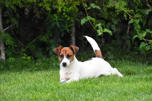 Köpek Oteli Hizmeti Nasıl Sağlanır