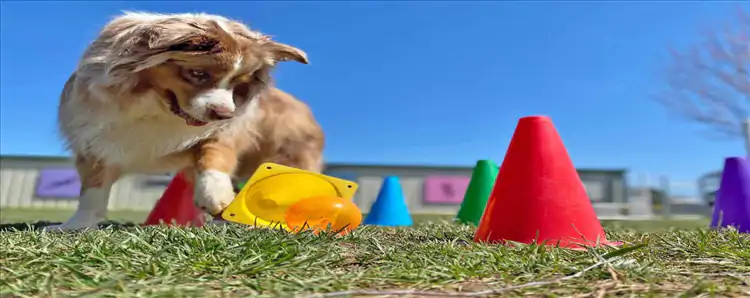 Köpek Oteli Nasıl Çalışır ve Nasıl Hizmet Sunar