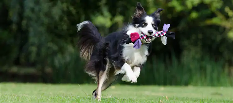 Köpek Pansiyonları: Tatilinizde Evcil Dostlarınızın Konforlu İkinci Evi