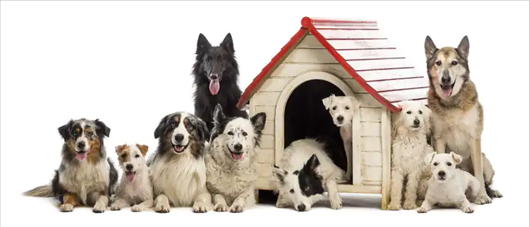 Köpek Pansiyonlarıyla İlgili İpuçları ve Tavsiyeler