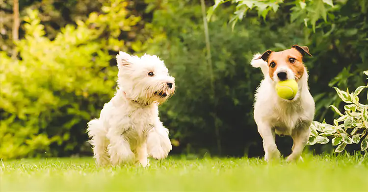 Köpek Pansiyonuna Gitmeden Önce Yapılması Gereken Aşılar