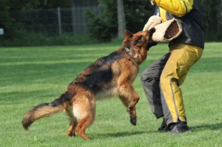 Köpek Temel İtaat Eğitim Komutları