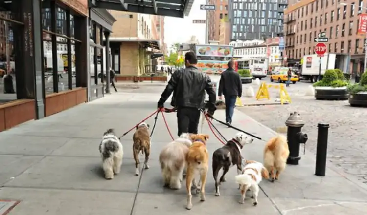 Köpek Yürüyüş Eğitimi