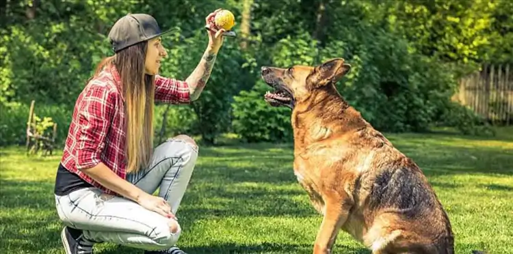 Köpeklerde Eğitim Süreci: İyi Davranışların Temeli