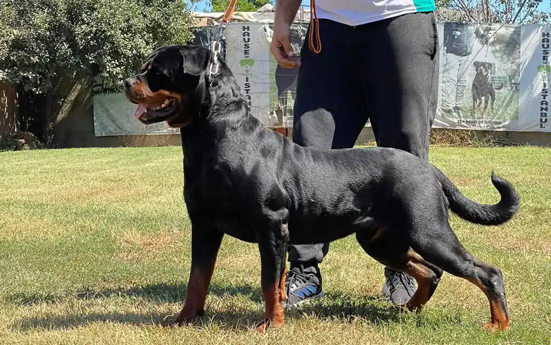 Köpeklerde İleri İtaat Eğitimi Alırken Nelere Dikkat Edinmeli