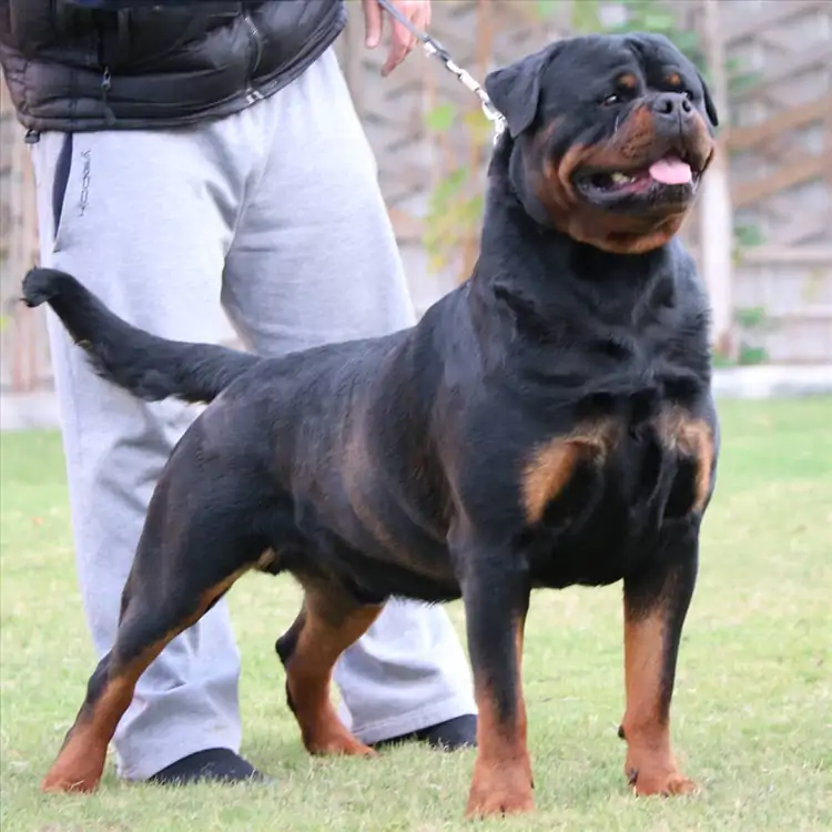 Köpeklerde Tasma Eğitimi Nasıl Olur Bu Eğitim Nerden Alınır