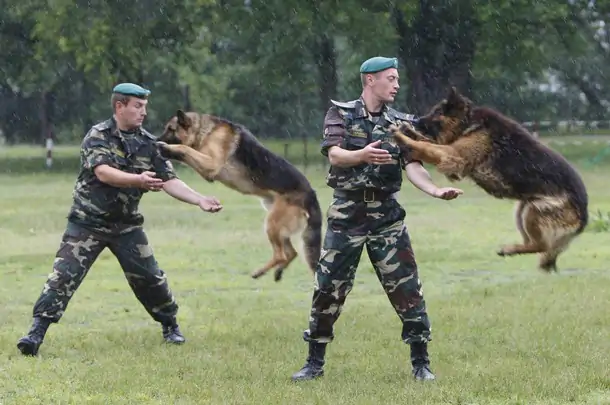 Köpeklere Koruma Eğitimi Nasıl Verilmeli?