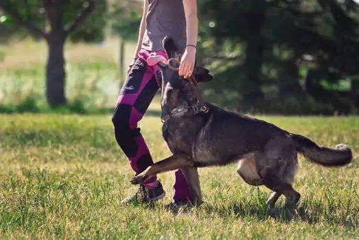 Koruma Eğitimi Nasıl Verilir Hangi Cins Köpekler Alır