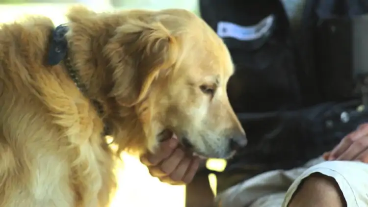 Kozyatağı Köpek Eğitim Merkezleri