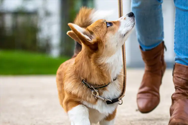 Küçük Irk Köpek Eğitimi Nasıl Olur