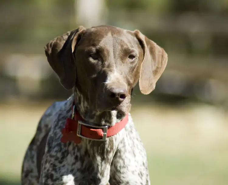 Kurzhaar Köpek Eğitimi Nasıl Verilir?