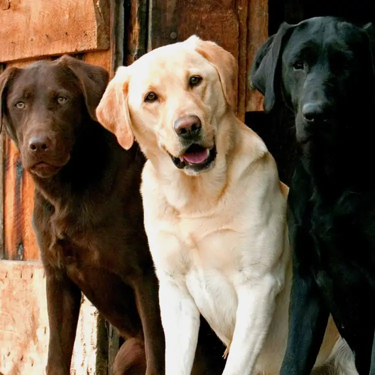 Labrador Köpek Eğitim Merkezi