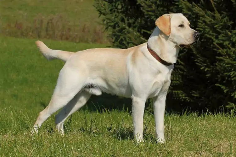 Labrador Köpek Eğitimi