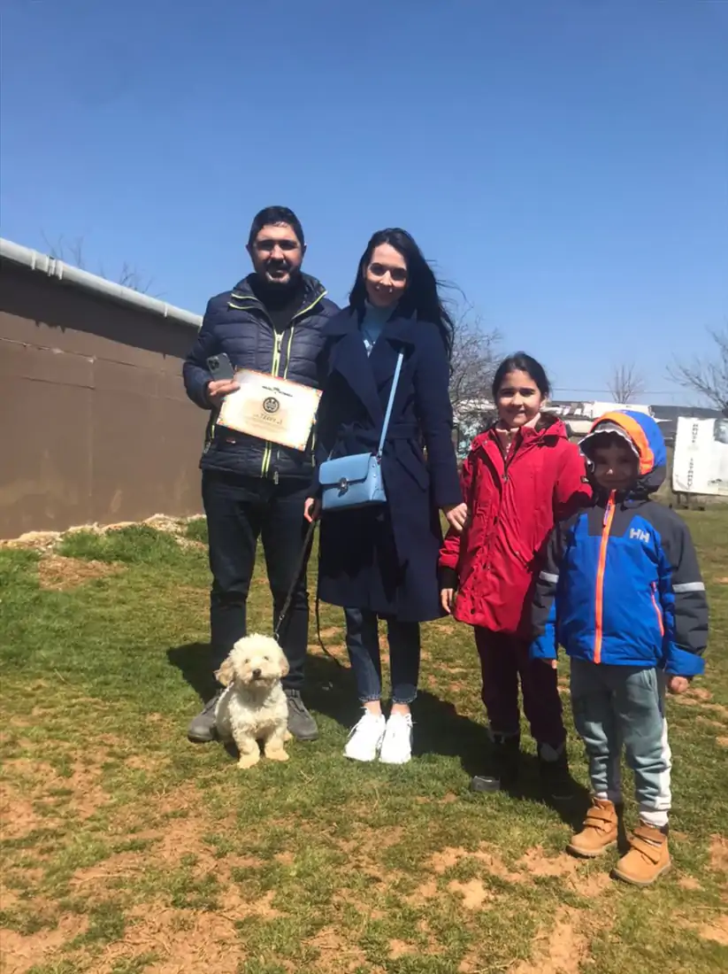 Maltese Terrier Köpek Eğitimi Faydaları