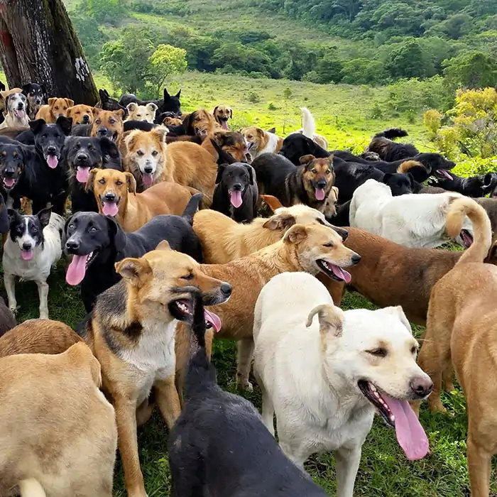 Melez Köpeklere Eğitim Nasıl Verilir? 