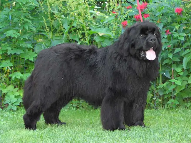 Newfoundland Köpek Eğitimi Nasıl Verilir?