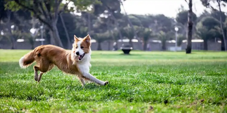 Özel Köpek Oteli Hizmeti