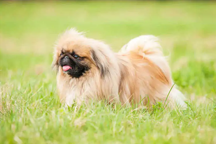 Pekinez Köpek Eğitimi Bizden Alınır