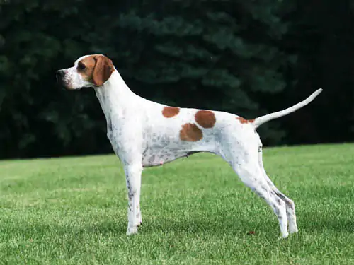 Pointer Köpek Eğitimi Nasıl Veriliyor?