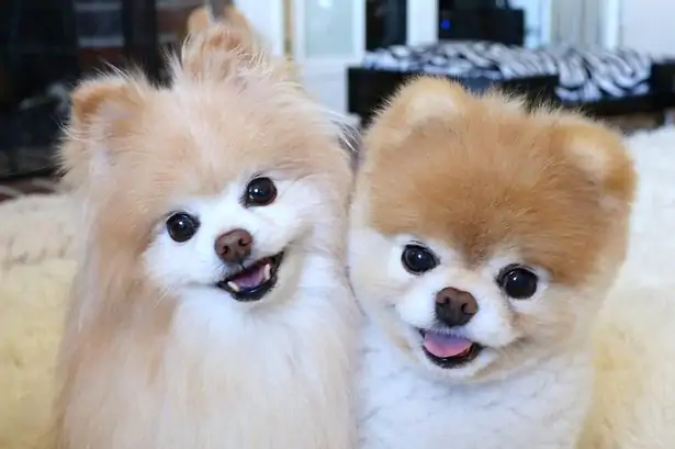 Pomeranian Boo Köpek Eğitimi Nasıl Olması Gerekiyor?