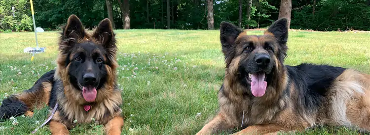 Pozitif İstanbul Köpek Eğitimi