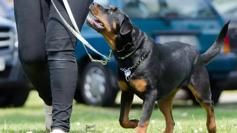 Pozitif Köpek Eğitim Merkezi İstanbul