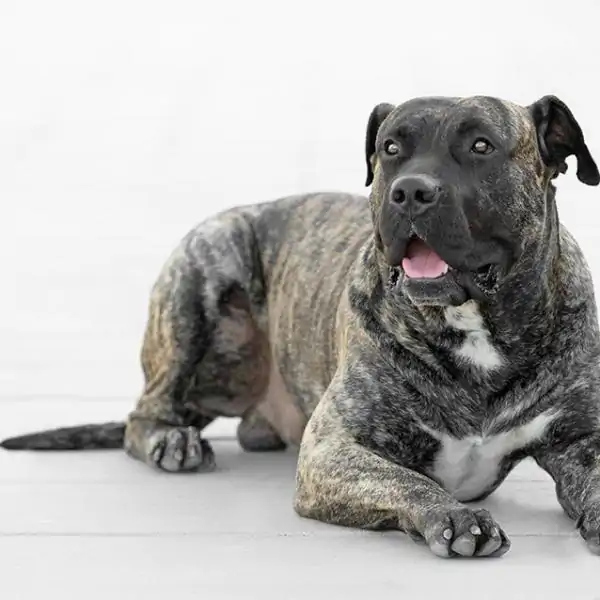 Presa Canario Köpek Eğitimi Nasıl Veriliyor?