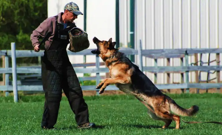 Profesyonel Bekçi Köpeği Eğitimi