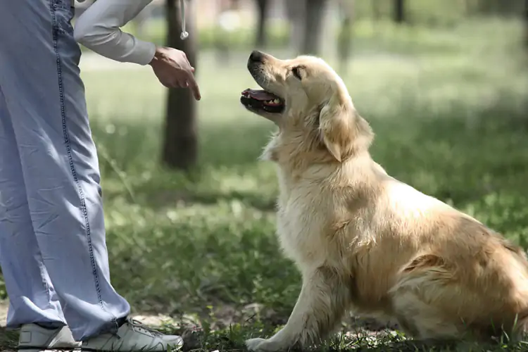 Profesyonel Pozitif Köpek Eğitimi Ne Demek?