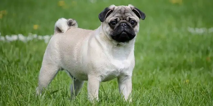 Pug Köpeği Eğitimi Nasıl Olması Gerekir?