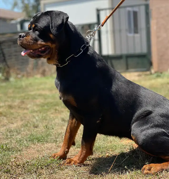 Rottweiler Alan Koruma Eğitimi Nasıl Verilir