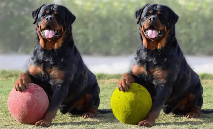 Rottweiler Eğitimi Zor Mu ve Eğitimi Nereden Alır